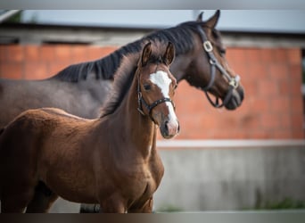 Caballo de Holstein, Caballo castrado, 3 años, 164 cm, Castaño