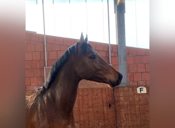Caballo de Holstein, Caballo castrado, 3 años, 165 cm, Castaño