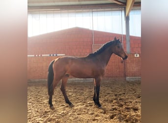 Caballo de Holstein, Caballo castrado, 3 años, 165 cm, Castaño