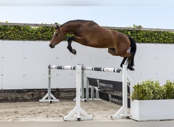 Caballo de Holstein, Caballo castrado, 3 años, 165 cm, Castaño