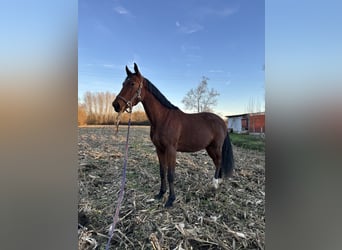 Caballo de Holstein, Caballo castrado, 3 años, 165 cm, Castaño rojizo