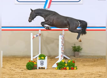 Caballo de Holstein, Caballo castrado, 3 años, 165 cm, Morcillo