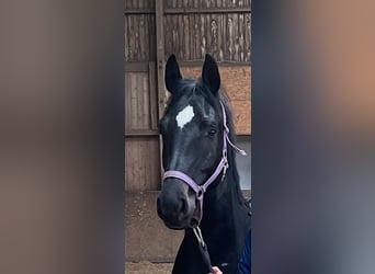 Caballo de Holstein, Caballo castrado, 3 años, 166 cm, Morcillo