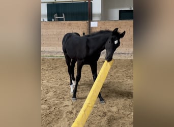 Caballo de Holstein, Caballo castrado, 3 años, 166 cm, Morcillo