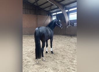 Caballo de Holstein, Caballo castrado, 3 años, 166 cm, Morcillo