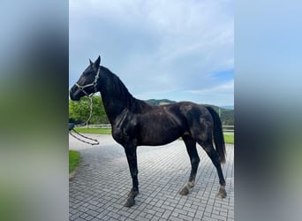 Caballo de Holstein, Caballo castrado, 3 años, 166 cm, Morcillo