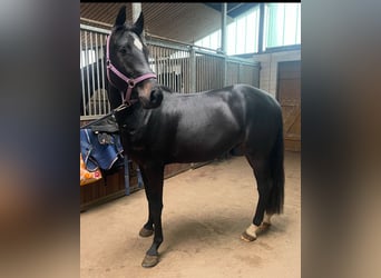 Caballo de Holstein, Caballo castrado, 3 años, 166 cm, Morcillo