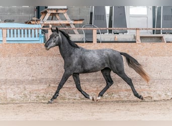 Caballo de Holstein, Caballo castrado, 3 años, 167 cm, Tordo