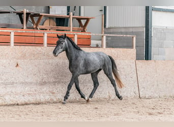 Caballo de Holstein, Caballo castrado, 3 años, 167 cm, Tordo