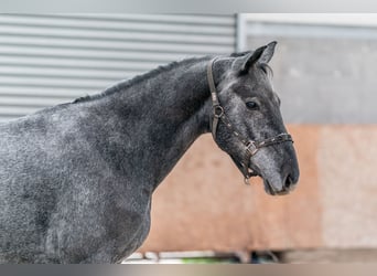 Caballo de Holstein, Caballo castrado, 3 años, 167 cm, Tordo