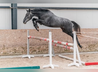 Caballo de Holstein, Caballo castrado, 3 años, 167 cm, Tordo