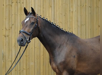 Caballo de Holstein, Caballo castrado, 3 años, 168 cm, Castaño