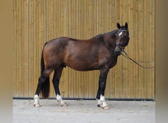 Caballo de Holstein, Caballo castrado, 3 años, 168 cm, Castaño
