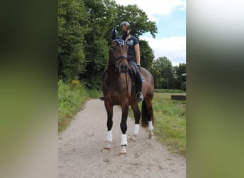Caballo de Holstein, Caballo castrado, 3 años, 168 cm, Castaño