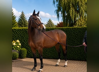 Caballo de Holstein, Caballo castrado, 3 años, 168 cm, Castaño