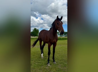 Caballo de Holstein, Caballo castrado, 3 años, 168 cm, Castaño