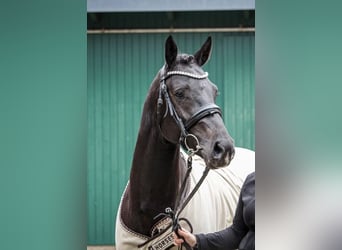 Caballo de Holstein, Caballo castrado, 3 años, 168 cm, Negro