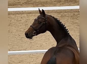 Caballo de Holstein, Caballo castrado, 3 años, 169 cm, Castaño