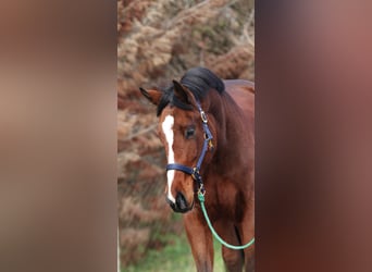 Caballo de Holstein, Caballo castrado, 3 años, 169 cm, Castaño