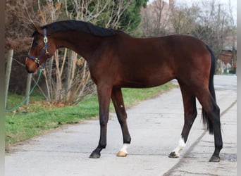 Caballo de Holstein, Caballo castrado, 3 años, 169 cm, Castaño