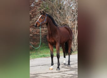 Caballo de Holstein, Caballo castrado, 3 años, 169 cm, Castaño