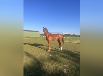 Caballo de Holstein, Caballo castrado, 3 años, 170 cm, Alazán-tostado