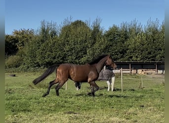 Caballo de Holstein, Caballo castrado, 3 años, 170 cm, Castaño