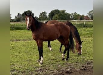 Caballo de Holstein, Caballo castrado, 3 años, 170 cm, Castaño