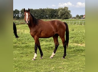 Caballo de Holstein, Caballo castrado, 3 años, 170 cm, Castaño