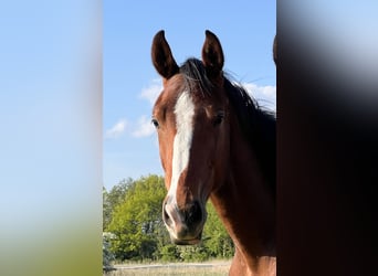 Caballo de Holstein, Caballo castrado, 3 años, 170 cm, Castaño