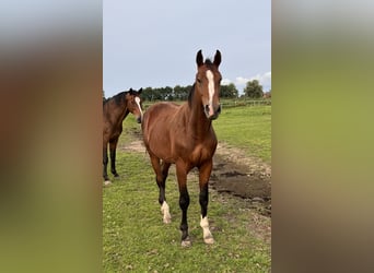 Caballo de Holstein, Caballo castrado, 3 años, 170 cm, Castaño