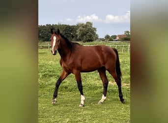 Caballo de Holstein, Caballo castrado, 3 años, 170 cm, Castaño