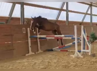 Caballo de Holstein, Caballo castrado, 3 años, 170 cm, Castaño