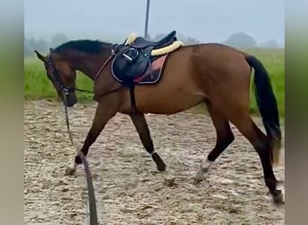 Caballo de Holstein, Caballo castrado, 3 años, 170 cm, Castaño