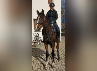 Caballo de Holstein, Caballo castrado, 3 años, 170 cm, Castaño