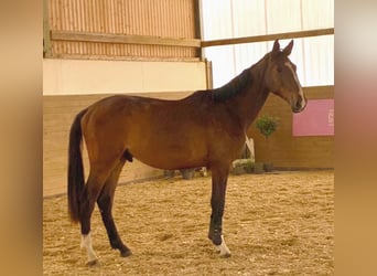 Caballo de Holstein, Caballo castrado, 3 años, 170 cm, Castaño