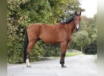 Caballo de Holstein, Caballo castrado, 3 años, 170 cm, Castaño