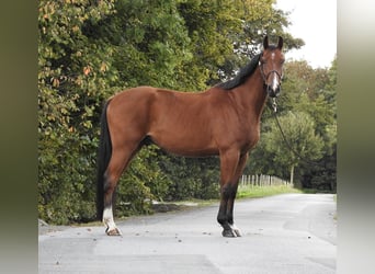 Caballo de Holstein, Caballo castrado, 3 años, 170 cm, Castaño