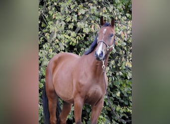 Caballo de Holstein, Caballo castrado, 3 años, 170 cm, Castaño