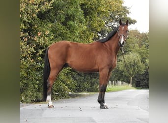 Caballo de Holstein, Caballo castrado, 3 años, 170 cm, Castaño