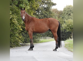 Caballo de Holstein, Caballo castrado, 3 años, 170 cm, Castaño