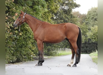 Caballo de Holstein, Caballo castrado, 3 años, 170 cm, Castaño