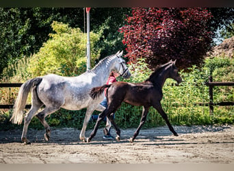 Caballo de Holstein, Caballo castrado, 3 años, 170 cm, Tordo