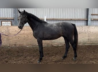 Caballo de Holstein, Caballo castrado, 3 años, 170 cm, Tordo