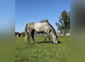 Caballo de Holstein, Caballo castrado, 3 años, 170 cm, Tordo rodado