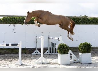 Caballo de Holstein, Caballo castrado, 3 años, 171 cm, Alazán