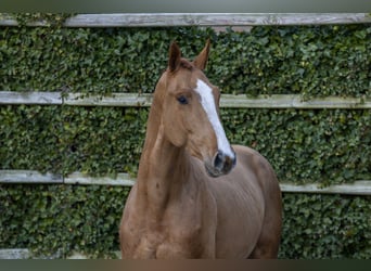 Caballo de Holstein, Caballo castrado, 3 años, 171 cm, Alazán