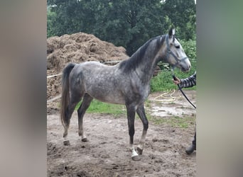 Caballo de Holstein, Caballo castrado, 3 años, 173 cm, Tordo