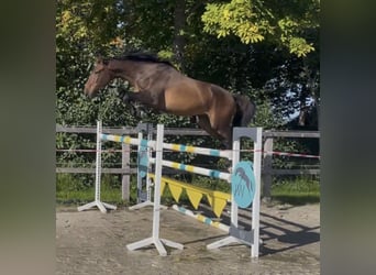 Caballo de Holstein, Caballo castrado, 3 años, 177 cm, Castaño