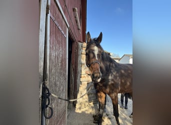 Caballo de Holstein, Caballo castrado, 3 años, Castaño